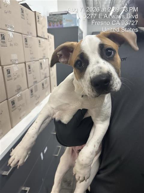 Adoptable Dog
