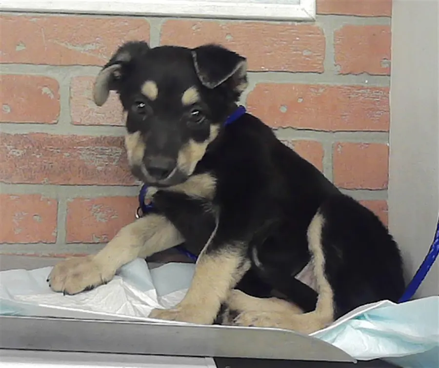 Adoptable Dog