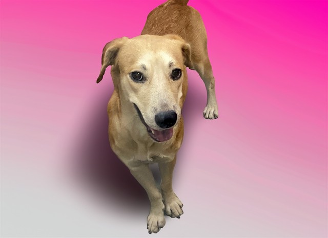 Laika