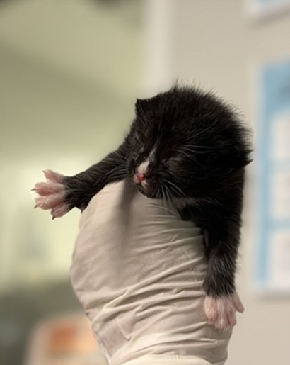Adoptable Cat