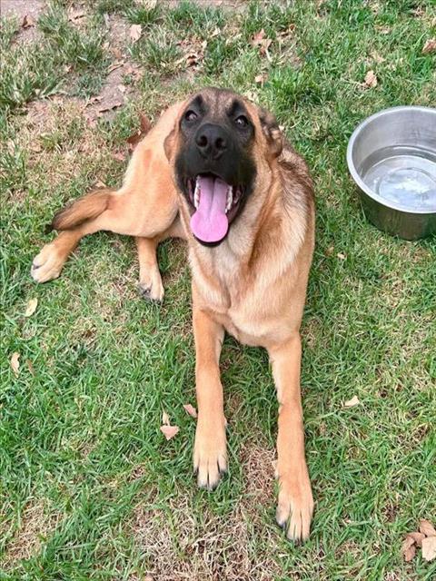 Stella