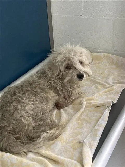Adoptable Dog