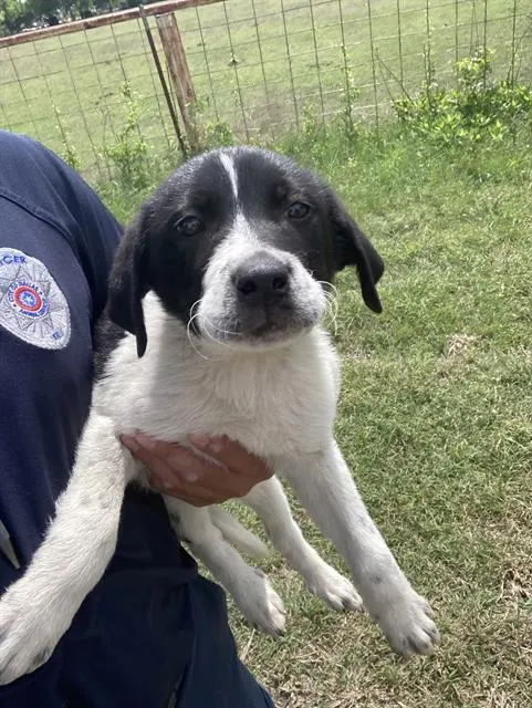 Oreo