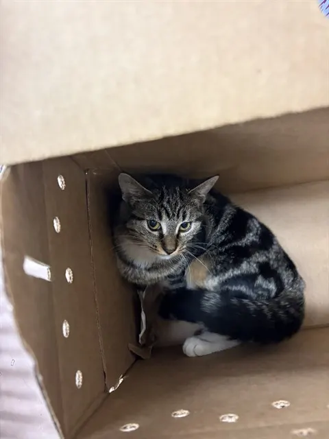 Adoptable Cat