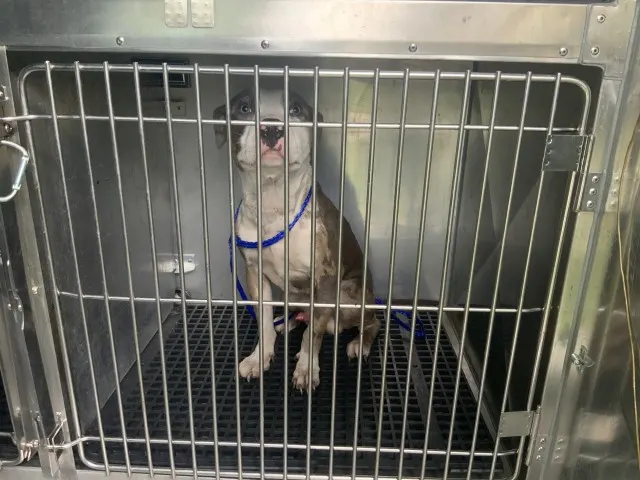 Adoptable Dog
