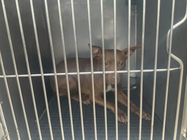 Adoptable Dog