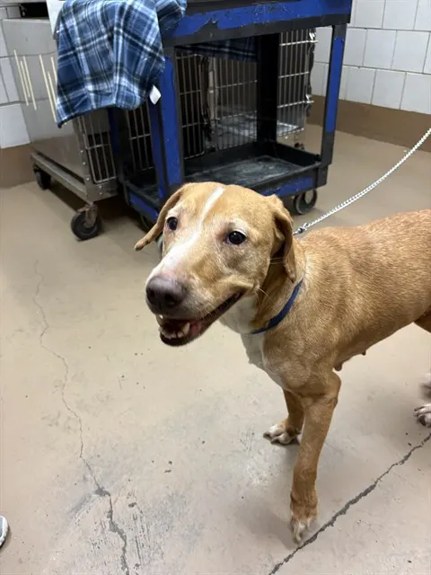 Adoptable Dog