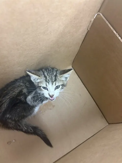 Adoptable Cat
