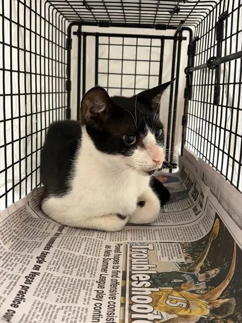 Adoptable Cat