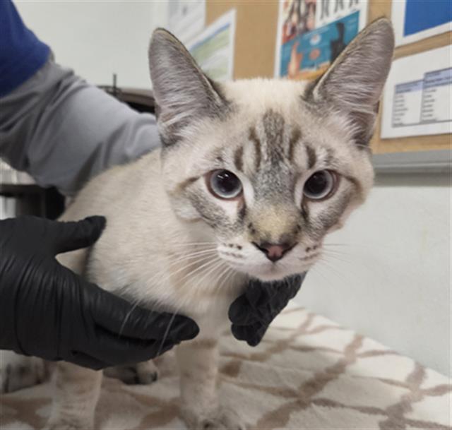 Adoptable Cat
