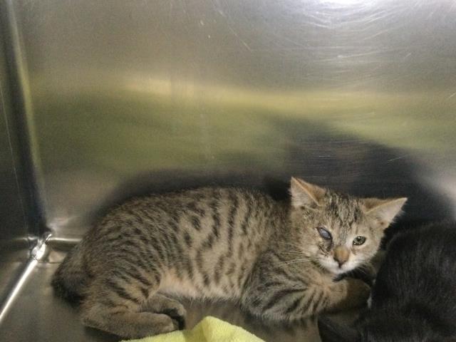 Adoptable Cat
