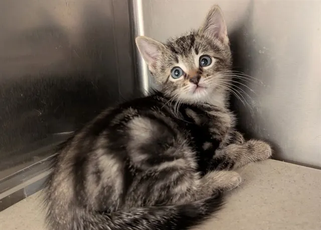 Adoptable Cat