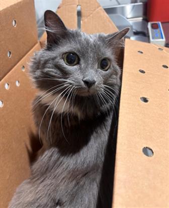 Gracie