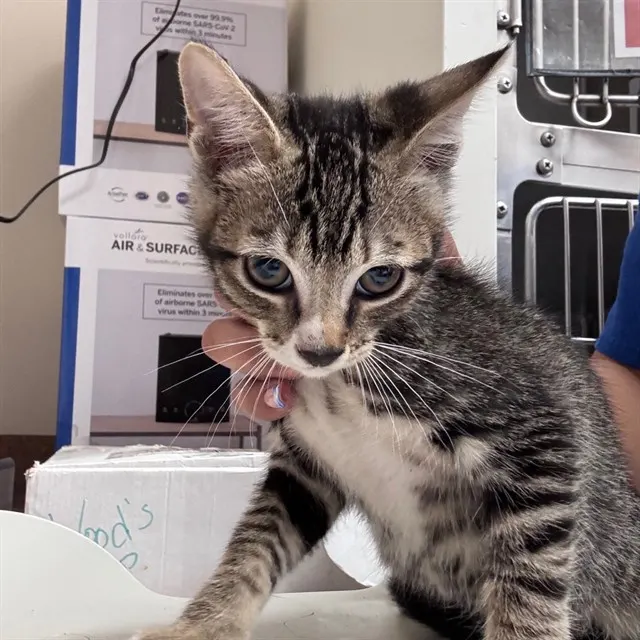 Adoptable Cat