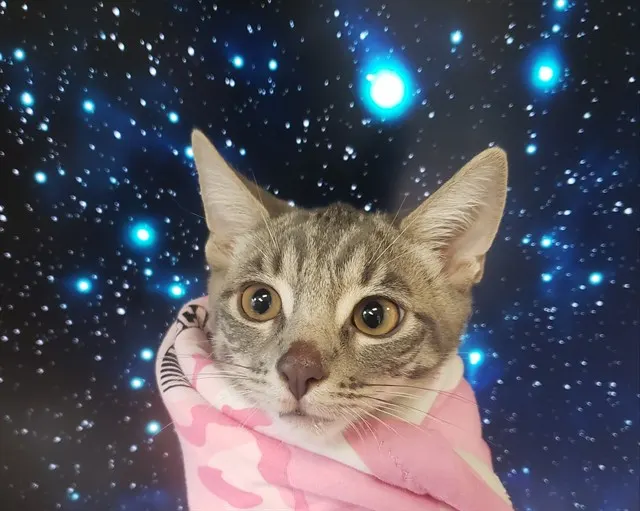 Gino