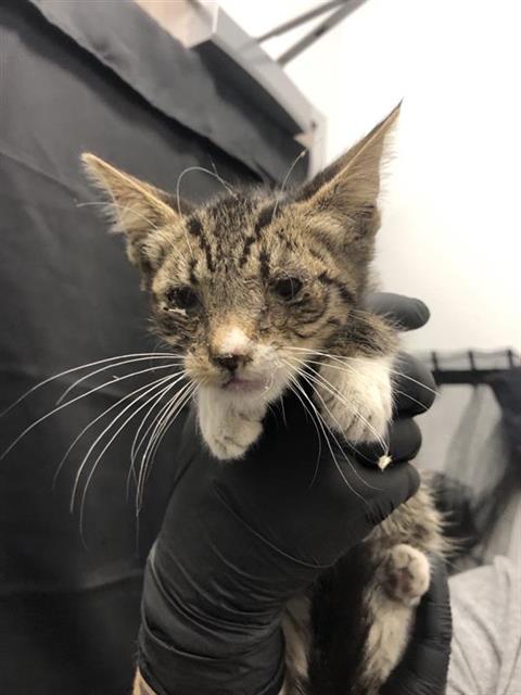 Adoptable Cat