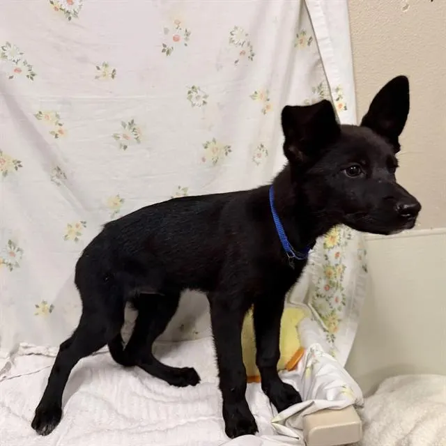 Adoptable Dog