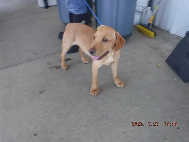 Oso