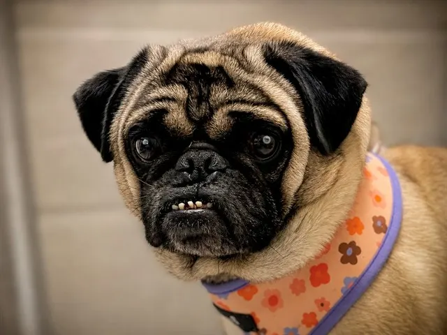 Biscuit