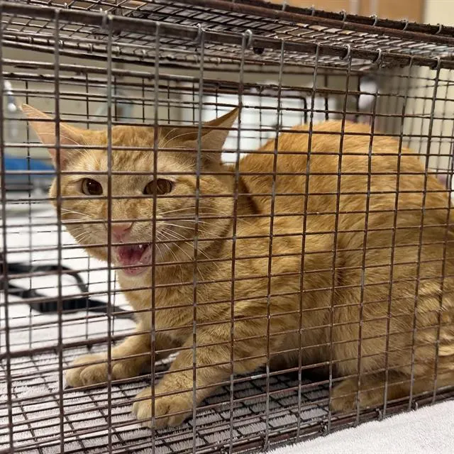 Adoptable Cat