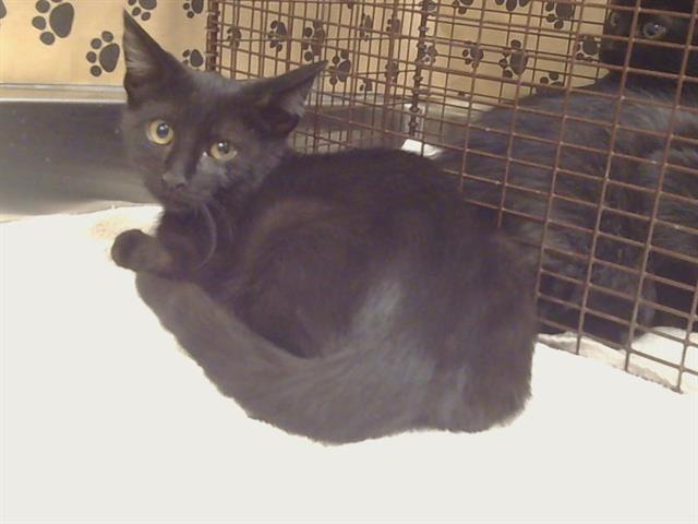 Adoptable Cat