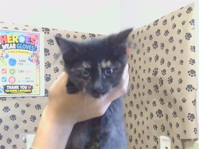 Adoptable Cat