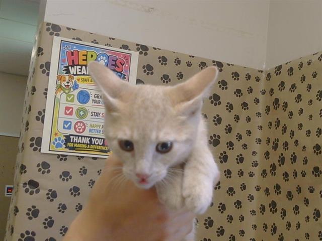 Adoptable Cat