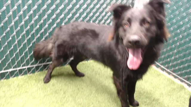 Oso