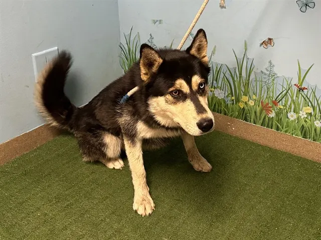 Adoptable Dog