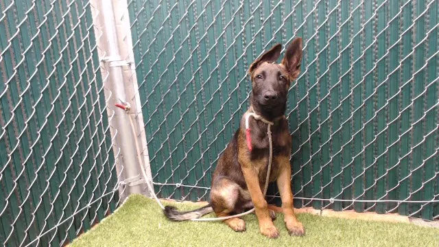 Max