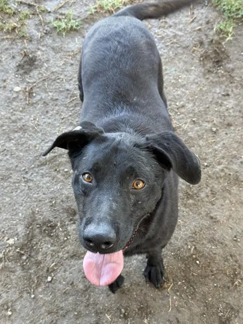 Bruno