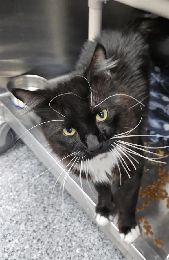 Sylvester