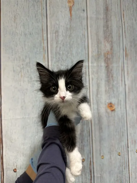 Alfie