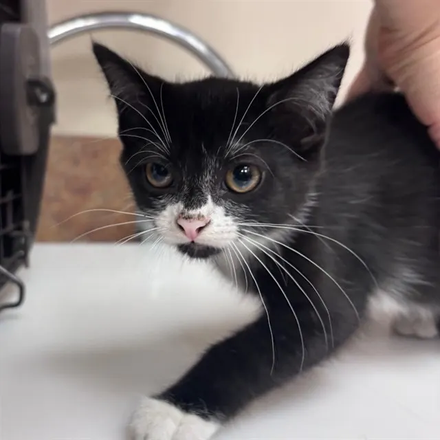 Adoptable Cat