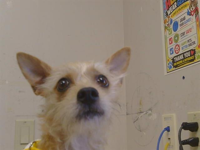 *Gidget
