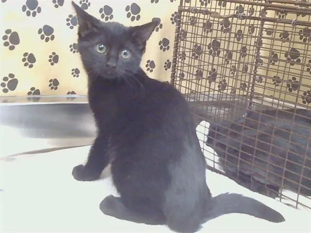 Adoptable Cat