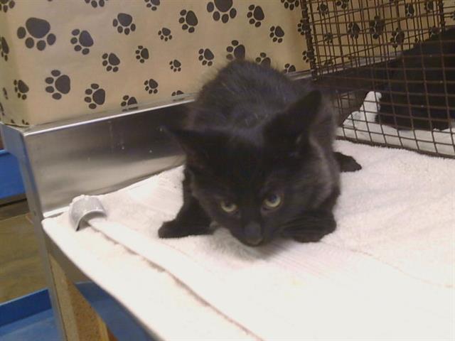 Adoptable Cat