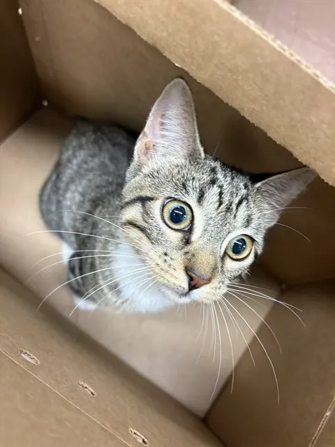Adoptable Cat