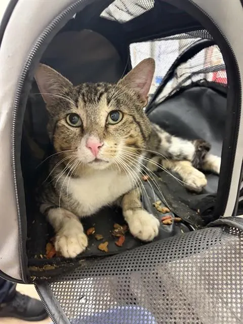 Adoptable Cat