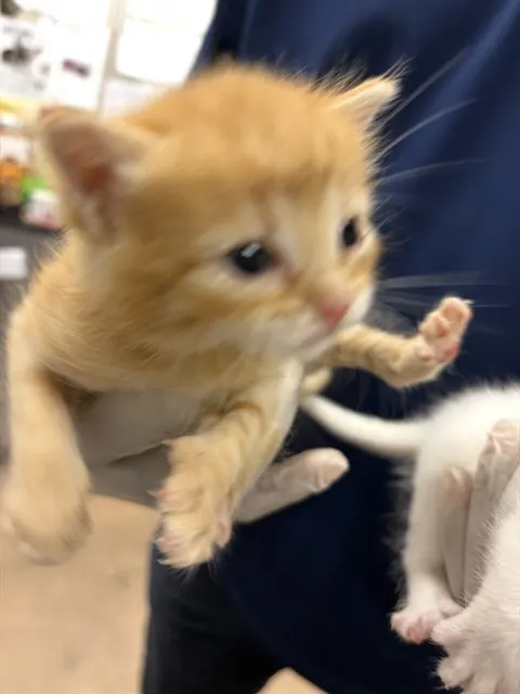 Pip