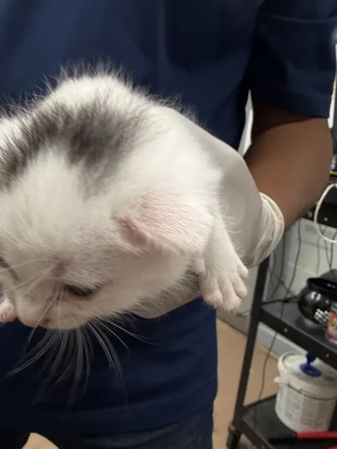 Squeak