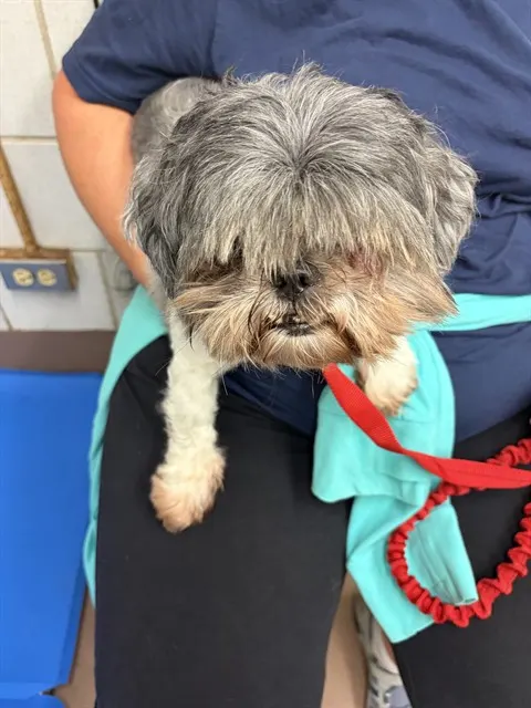 Adoptable Dog