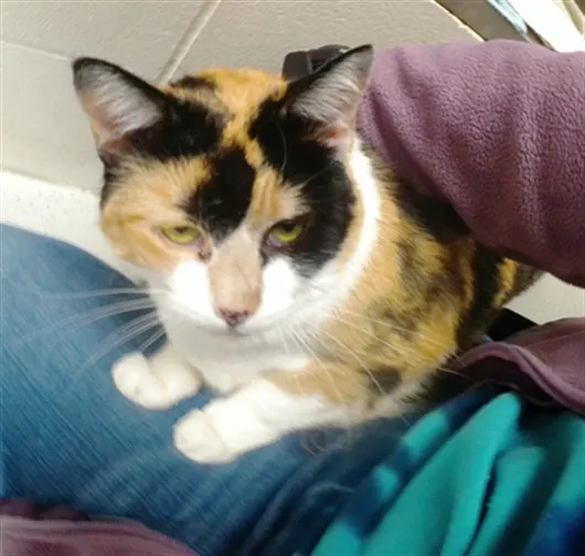 Maisy