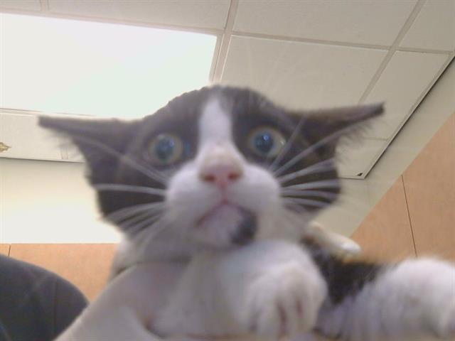 Adoptable Cat