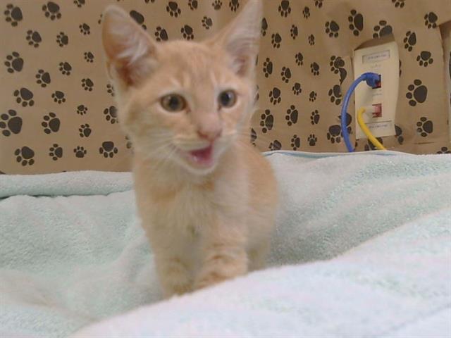 Adoptable Cat