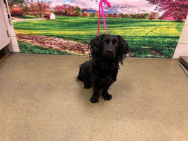 Samantha