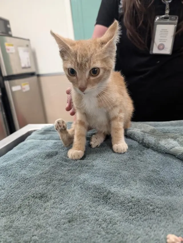 Adoptable Cat