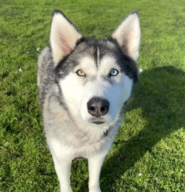 Denali