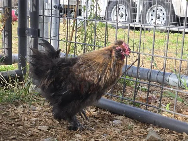 Adoptable Bird