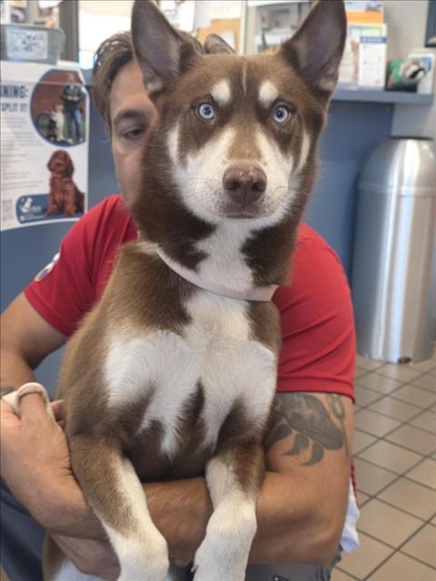 Adoptable Dog
